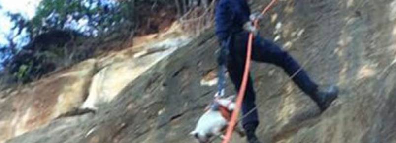 Cão que ficou preso por dois dias em uma pedreira é resgatado pelos bombeiros