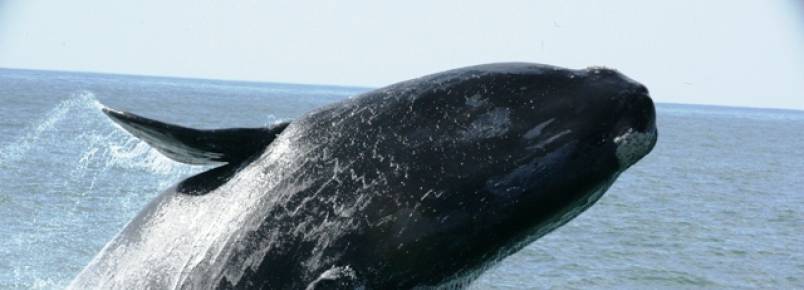  Sistema de monitoramento de animais marinhos desenvolvido pela Univali recebe prêmio nacional
