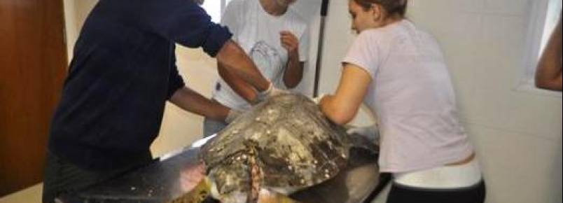 Atendimento a animais marinhos é ampliado na Baixada Santista