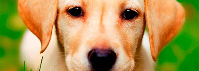 Cães distinguem latidos familiares e estranhos