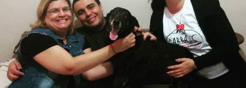 Cachorro que ficou na rua depois que seus tutores faleceram, encontra um novo lar