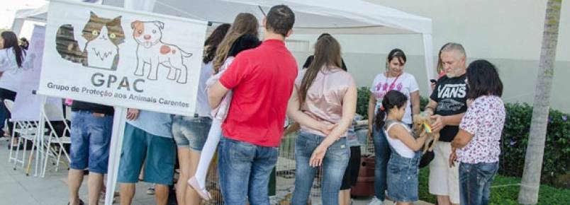 Protetores de animais buscam patrocínio para calendário animal