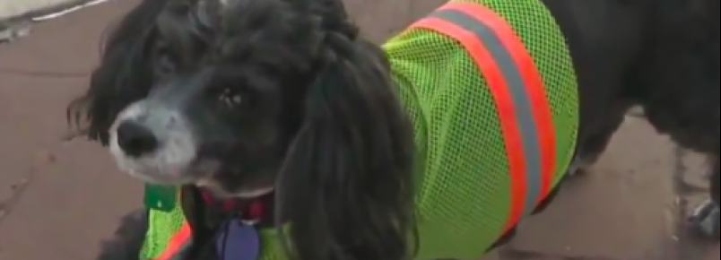 Cachorrinho ajuda tutor guarda de trânsito a ajudar crianças a atravessar a rua