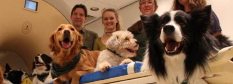 Cães têm a capacidade de processar o que falamos e como falamos