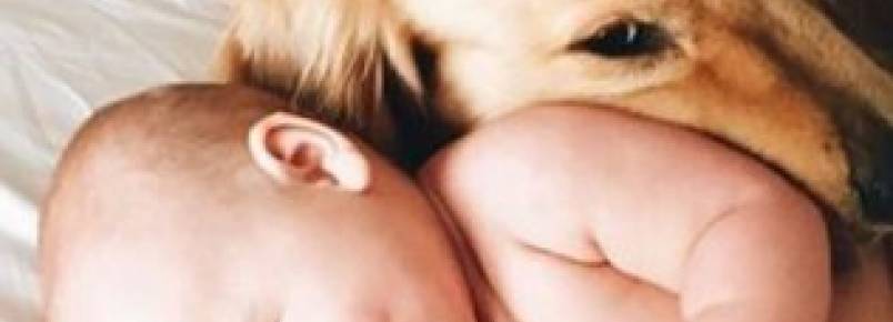 Saiba sobre o comportamento dos pets com a chegada do bebê