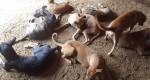 APPA já está com quase 300 animais e pede ajuda para a compra de ração