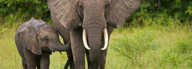 Conferncia internacional refora a proteo de elefantes, tubares e pangolin