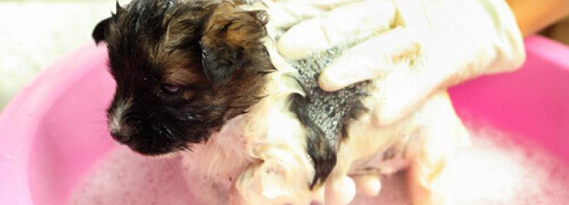 3 passos para escolher o melhor shampoo para seu cão
