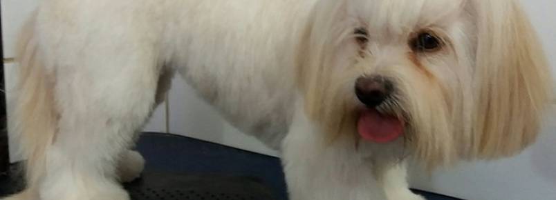 Não deixe os pelos do seu bebê embolarem. Na Clinvet as Groomers podem deixar seu cãozinho lindinho 