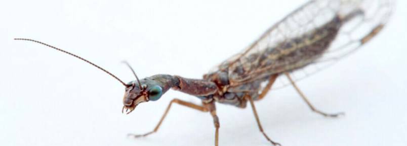 O curioso caso dos insetos controladores de pragas