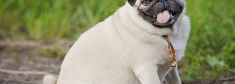 Estudo revela que pessoas que estão acima do peso tendem a ter cães gordinhos