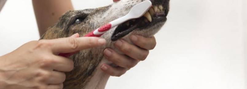 Escovar dente de cachorro com pasta normal, pode?