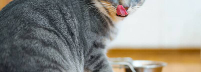 Por esta razão os alimentos para gatos não devem ser frutas e verduras