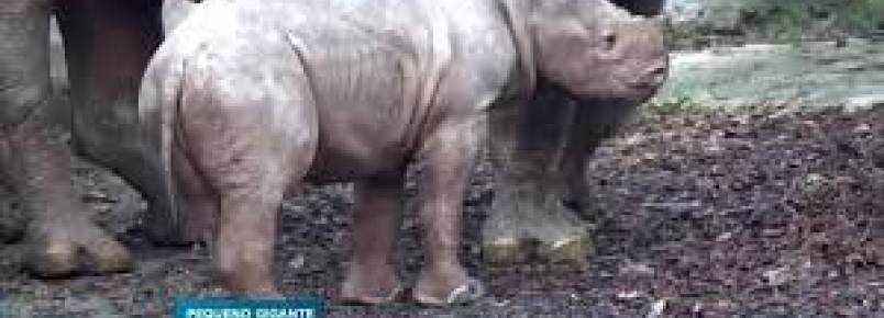Fofura máxima: zoológico dos EUA comemora dois meses de vida de rinoceronte ameaçado de extinção