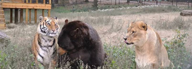 Urso, leão e tigre vivem juntos há 15 anos