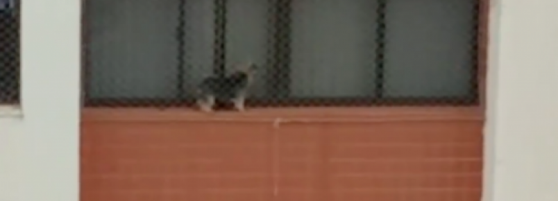 Vídeo flagra cachorro em parapeito de janela de prédio