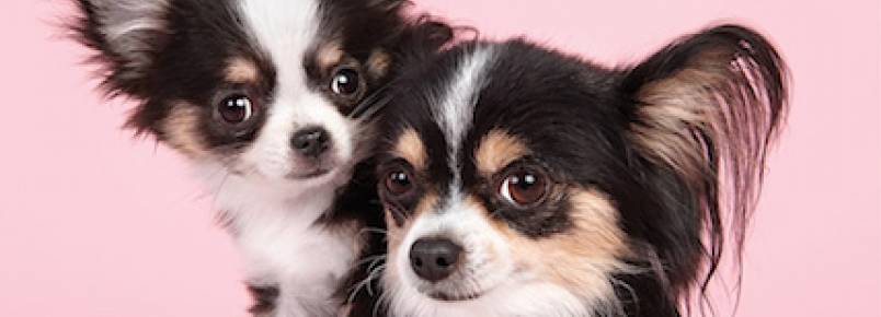 Série fotográfica mostra como é fofa a interação entre cães