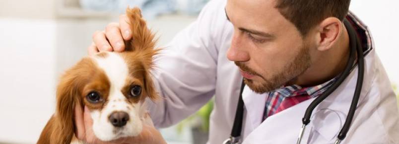 Exames preventivos podem prolongar a vida dos animais de estimao