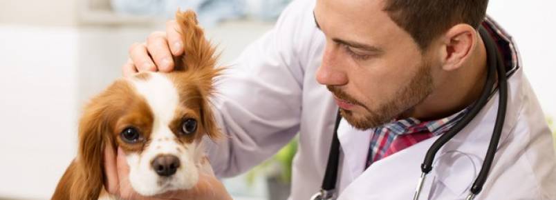 Exames preventivos podem prolongar a vida dos animais de estimação