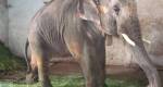 Elefante que sofreu abusos por anos ser finalmente transferido a santurio na ndia