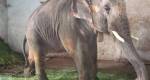 Elefante que sofreu abusos por anos será finalmente transferido a santuário na Índia