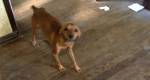 Encontro em Blumenau reúne ONGs de todo o Estado para discutir a proteção animal. 