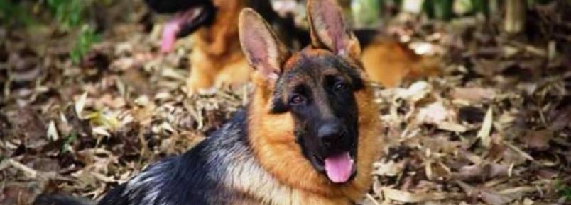 Fotógrafa alagoana se especializa em fazer álbuns de animais de estimação