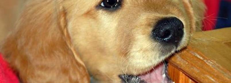 5 coisas que seu cachorro gost roer mas no deveria