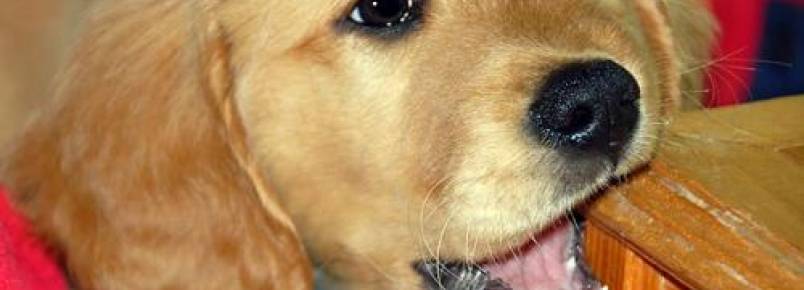 5 coisas que seu cachorro gost roer mas não deveria