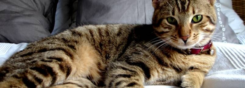 Ronronar dos gatos faz bem a saúde