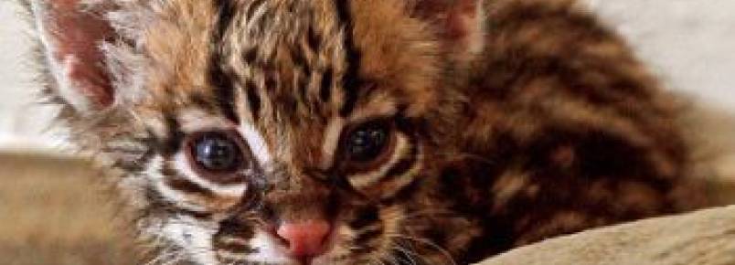 Batalhão Ambiental resgata filhote de jaguatirica