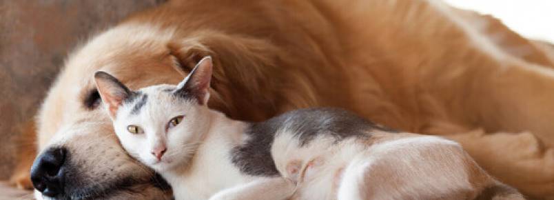 As mudanças climáticas afetam os cães e os gatos