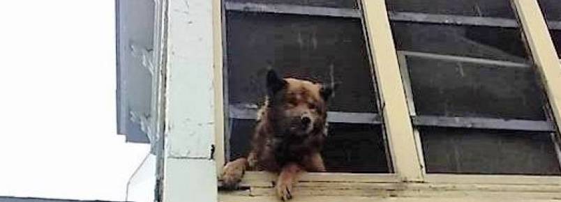 Cachorro  resgatado aps passar semanas pedindo ajuda da janela de uma casa