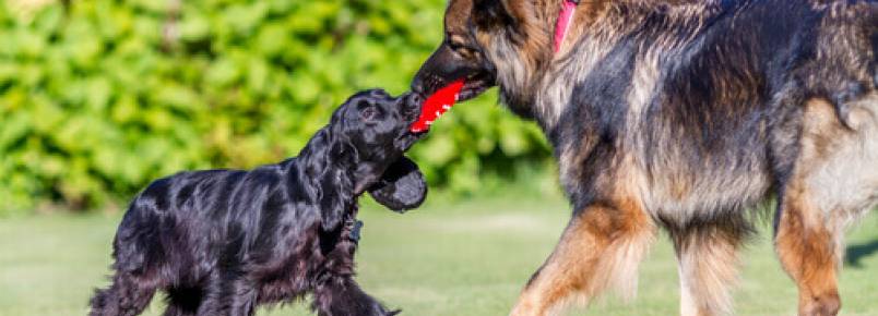 Os cães que brincam pouco se tornam mais agressivos