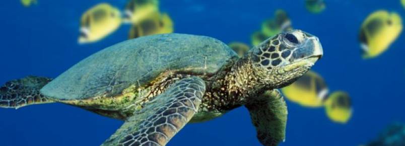 Tartarugas verdes deixam de ser espécie em perigo e passam a ameaçada nos EUA 