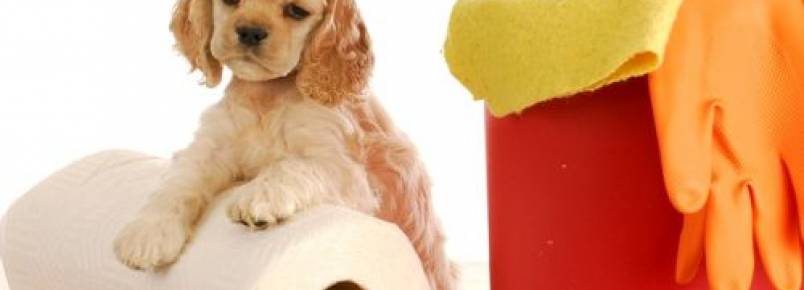 6 dicas para tirar cheiro de xixi de cachorro da casa