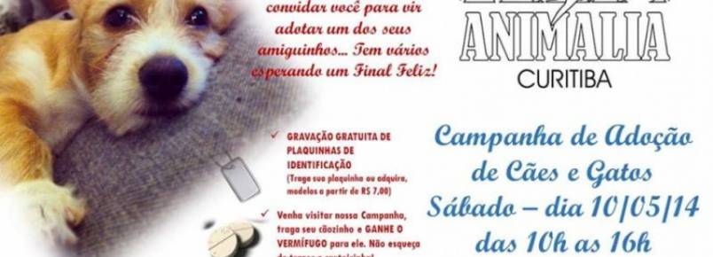 Animalia Curitiba promove campanha de adoção de pets