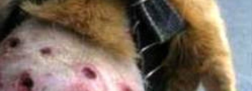 Em Recife (PE), projeto de lei proíbe uso de coleiras de choque em cães
