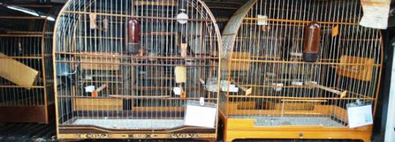 Ibama apreende 35 aves e aplica multa de R$ 200 mil