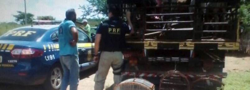 PRF apreende animais silvestres com caminhoneiro na cidade de Valença