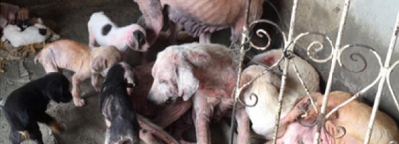 Médica faz campanha para 31 animais doentes e desnutridos