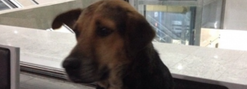 Cachorro abandonado em aeroporto consegue um novo lar