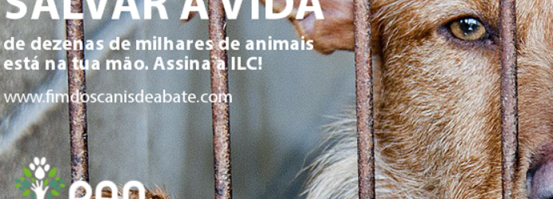 Petição quer fim do abate de animais em canis