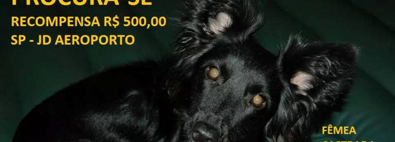 Lelinha está perdida!