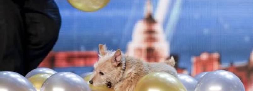 Cachorra bate recorde mundial por estourar 100 balões em menos tempo