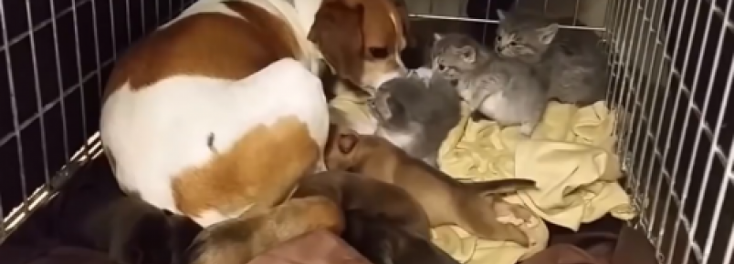 Cachorra adota gatinhos rfos e seu vdeo faz sucesso na Internet