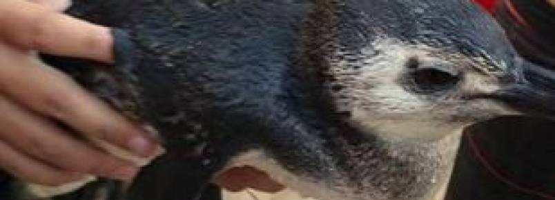 Fim de semana é marcado pelo resgate de mais 18 pinguins na região