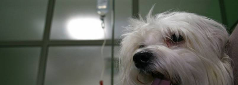 Nova Odessa pode sediar hospital veterinário regional