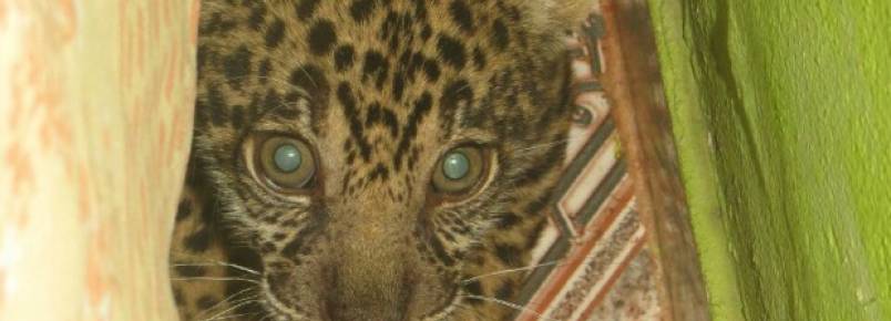 Filhote de onça é encontrado em Barcelos, no Amazonas