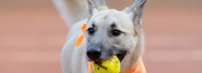 Os cães que trabalham em um torneio de tênis